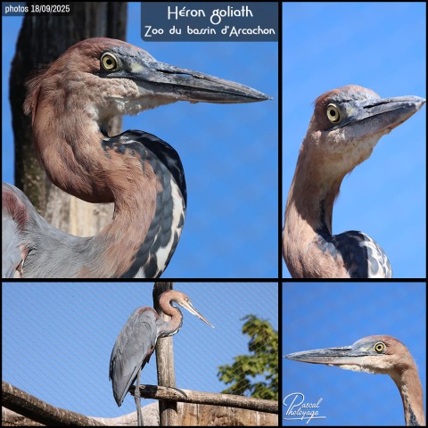 37927631_heron_goliath_01_-_zoo_du_bassin_d_arcachonlayout_04_-.jpg