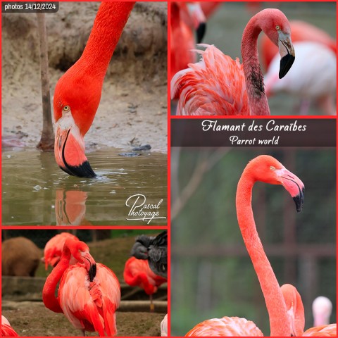 38007912_flamant_des_caraibes_01_-_parrot_world_-_layout_11.jpg
