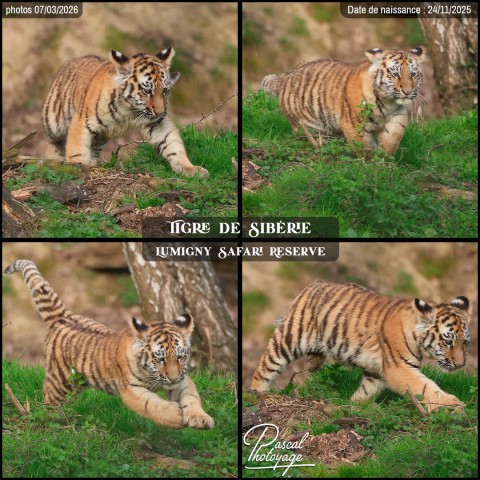 38254826_tigre_de_siberie_02_-_lumigny_safari_reserve_-_layout_74.jpg