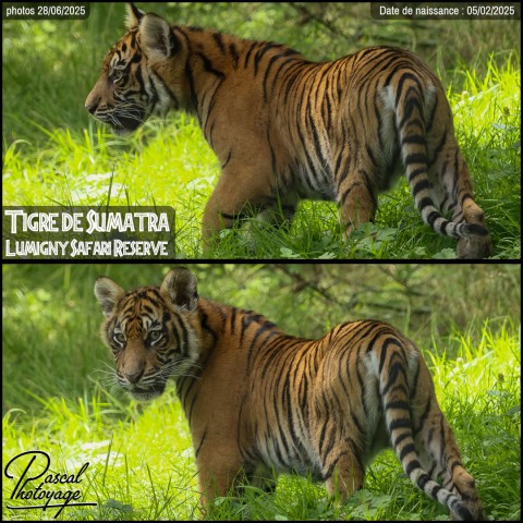 38319397_tigre_de_sumatra_01_-_lumigny_safari_reserve_-_layout_52_-1.jpg
