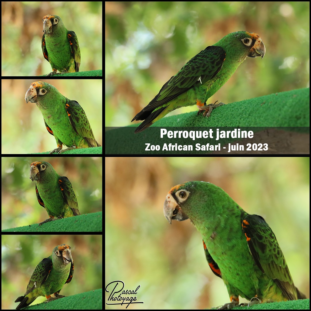 38578813_zoo_african_safari_-_perroquet_jardine_01_-_layout_65_1080x1080.jpg