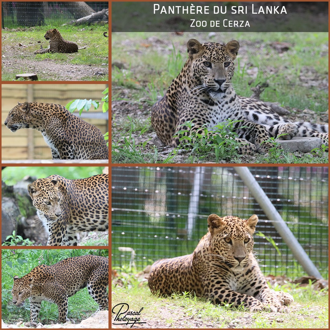 39267332_cerza_-_panthere_du_sri_lanka_01_-_layout_65_1080x1080.jpg