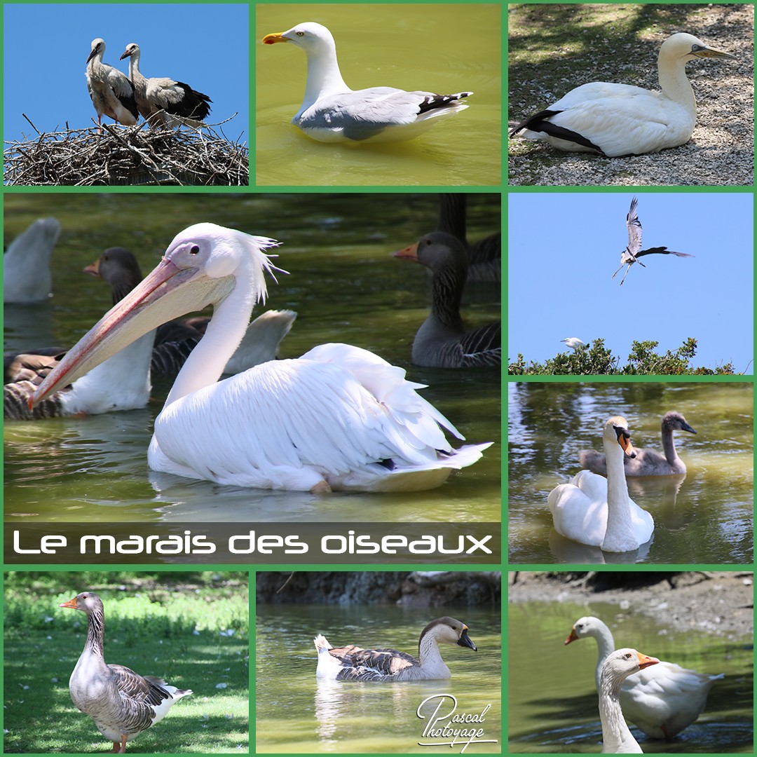 39276355_le_marais_des_oiseaux_01_-_layout_46_1080x1080.jpg