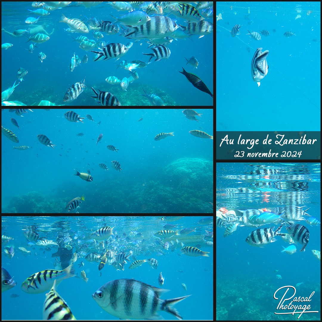 39363855_au_large_de_zanzibar_01_-_layout_19_1080x1080.jpg
