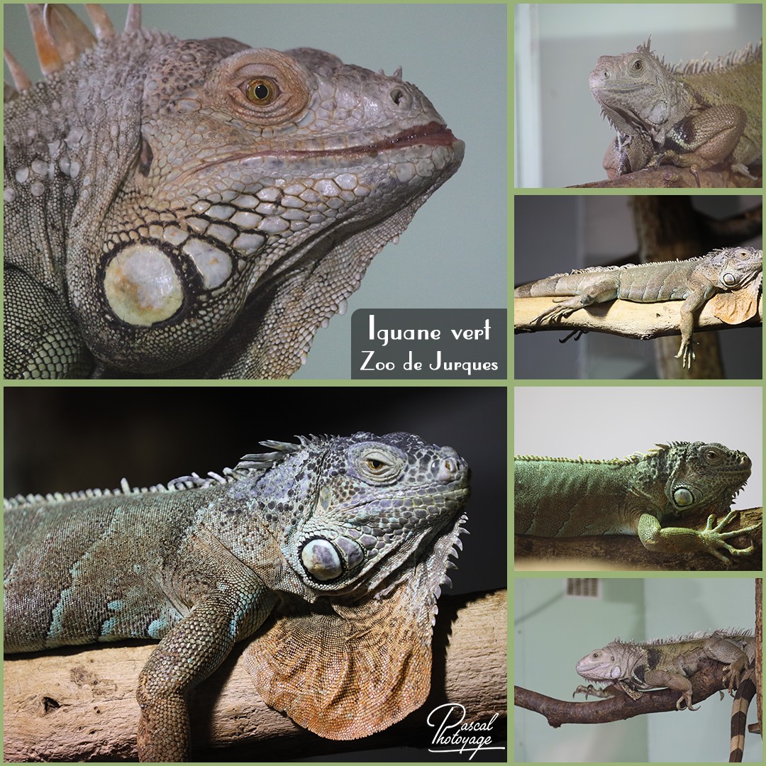40716070_jurques_-_iguane_vert_01_-_layout_64_1080x1080.jpg