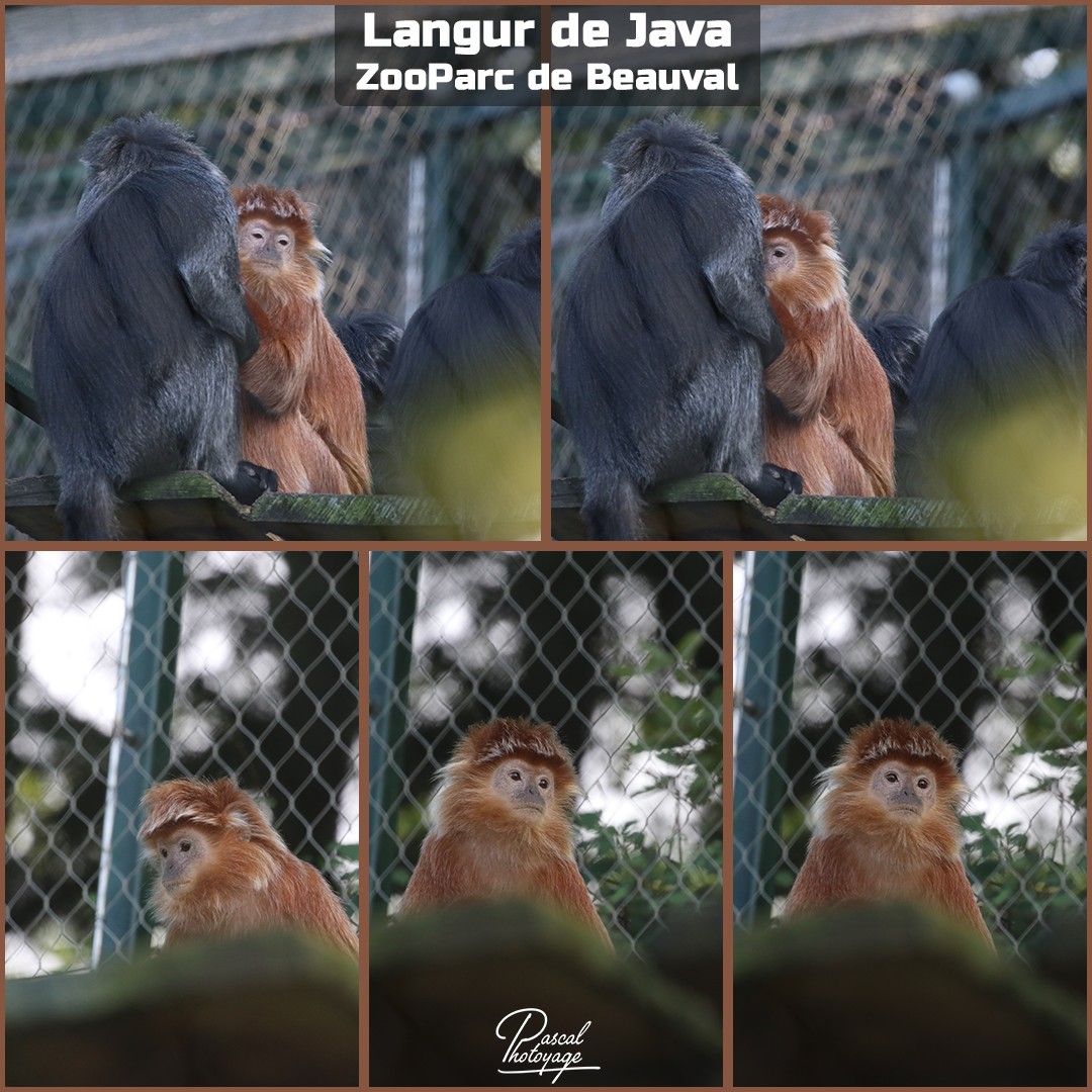 41524164_beauval_-_langur_de_java_01_-_layout_21_1080x1080.jpg