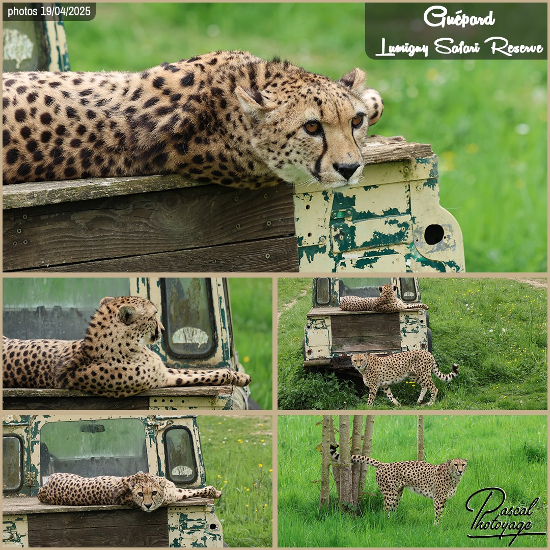 41550238_guepard_01_-_lumigny_safari_reserve_-_layout_56_1080x1080.jpg