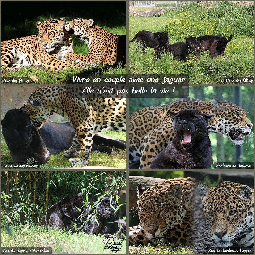 41901346_en_couple_avec_une_jaguar_01_-_layout_71_1080x1080.jpg