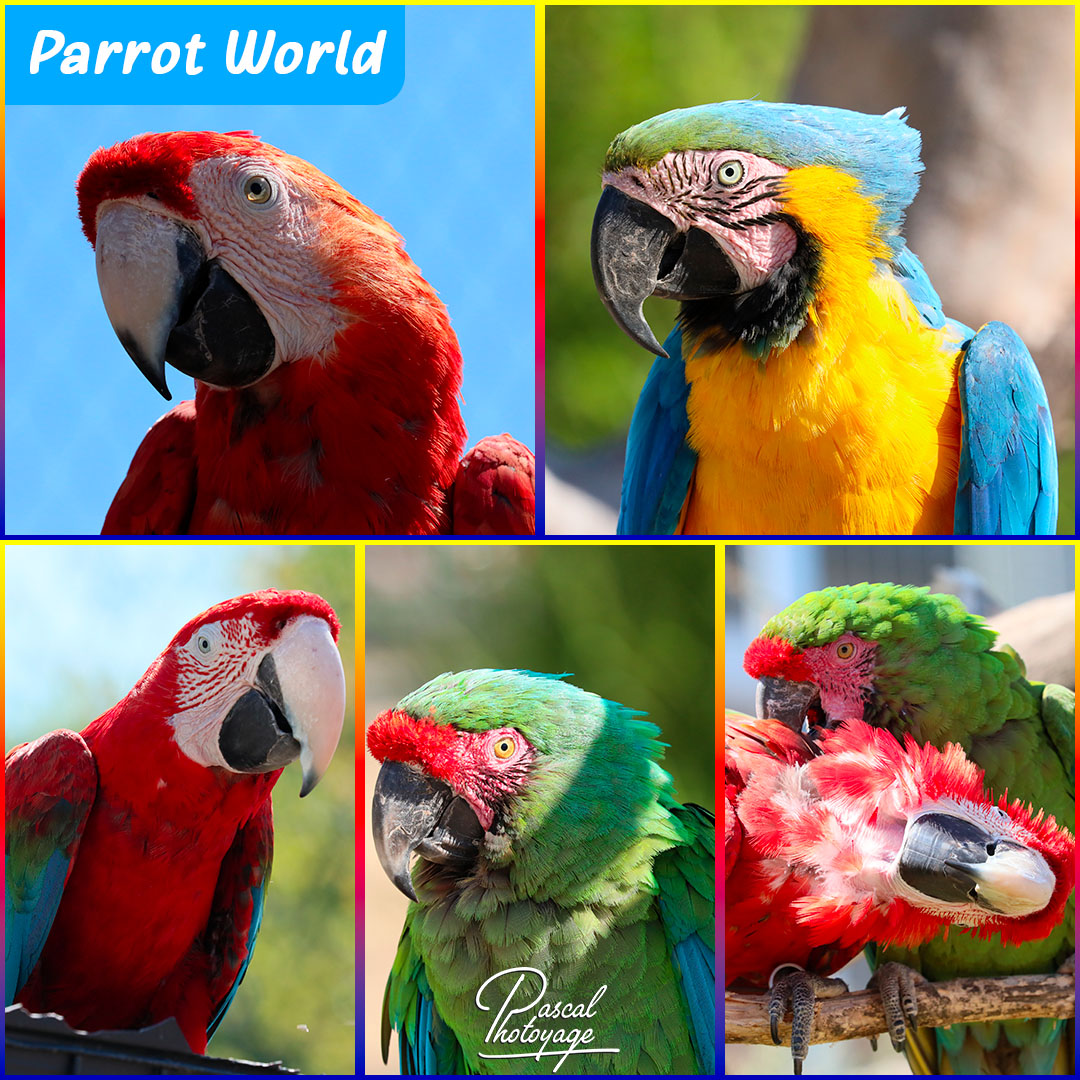 42167497_parrot_world_01_-_layout_21_1080x1080.jpg