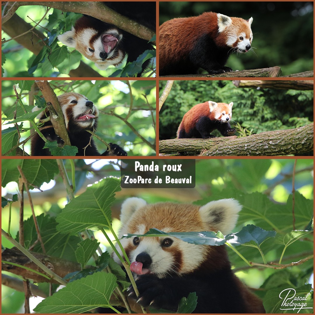 42174428_beauval_-_panda_roux_01_-_layout_55_1080x1080.jpg
