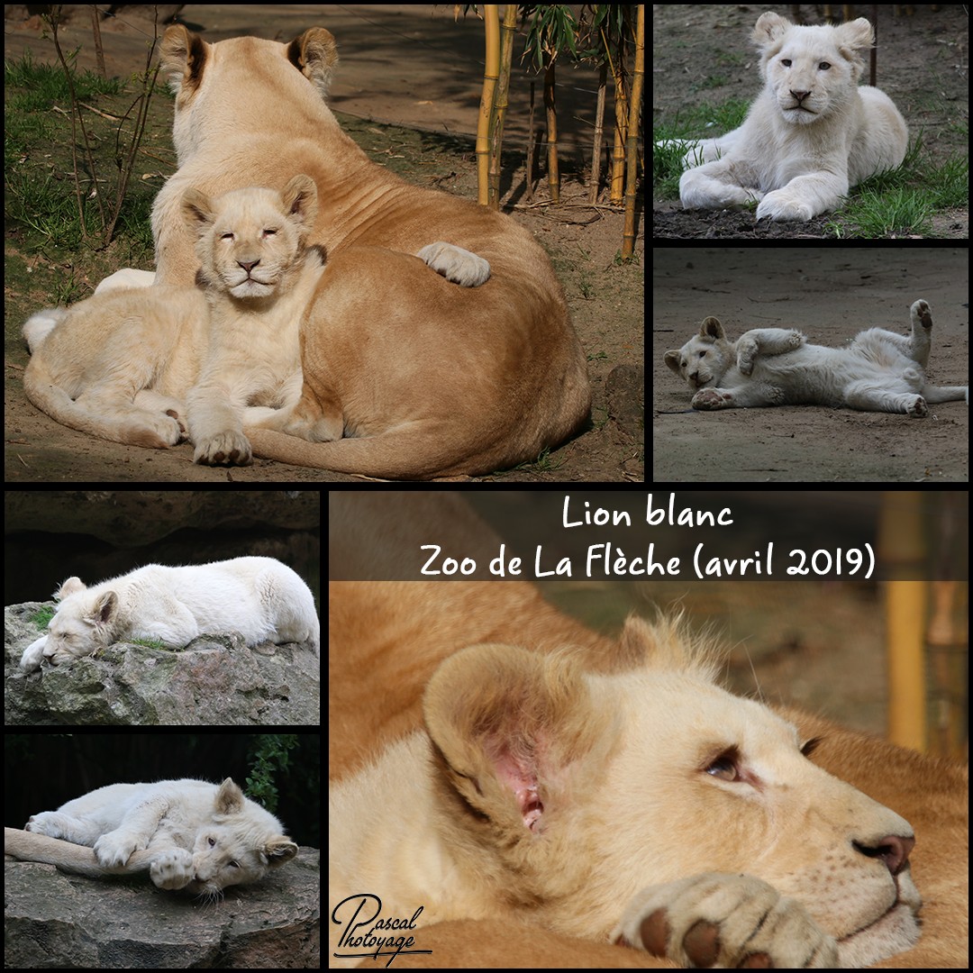 42200595_la_fleche_-_lion_blanc_01_-_layout_27_1080x1080.jpg