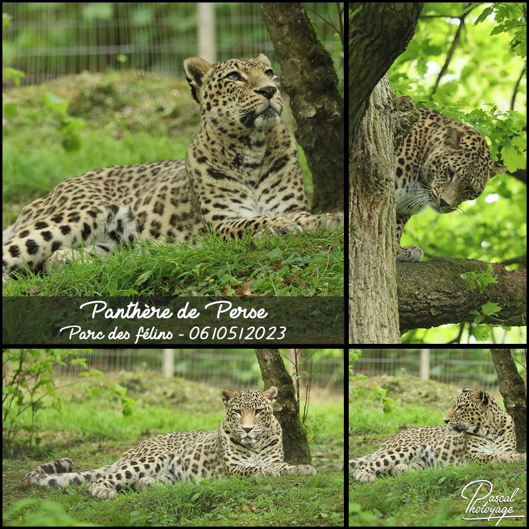 43073681_parc_des_felins_-_panthere_de_perse_01_-_layout_04_1080x1080.jpg