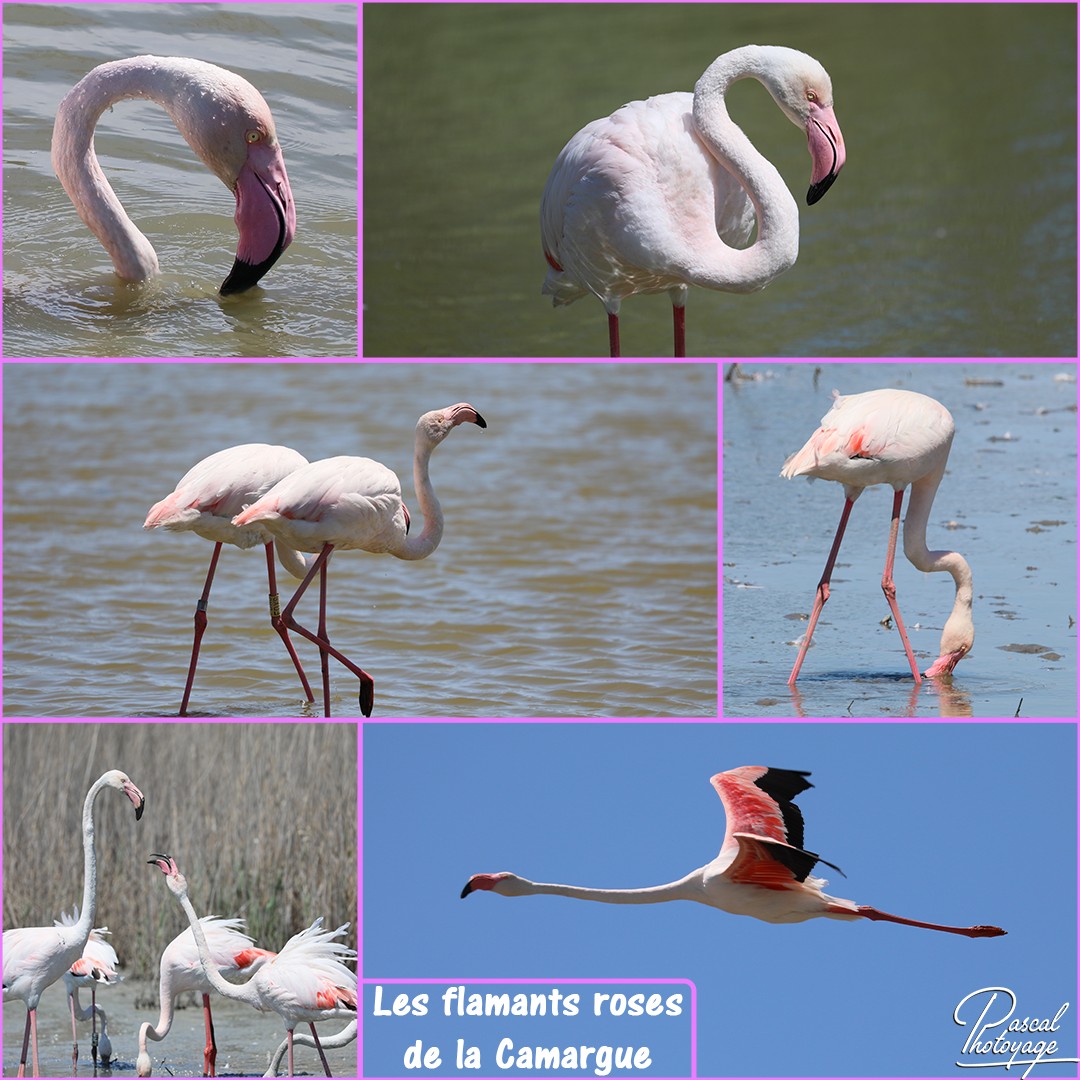 43622628_flamant_rose_01_-_layout_29_1080x1080.jpg