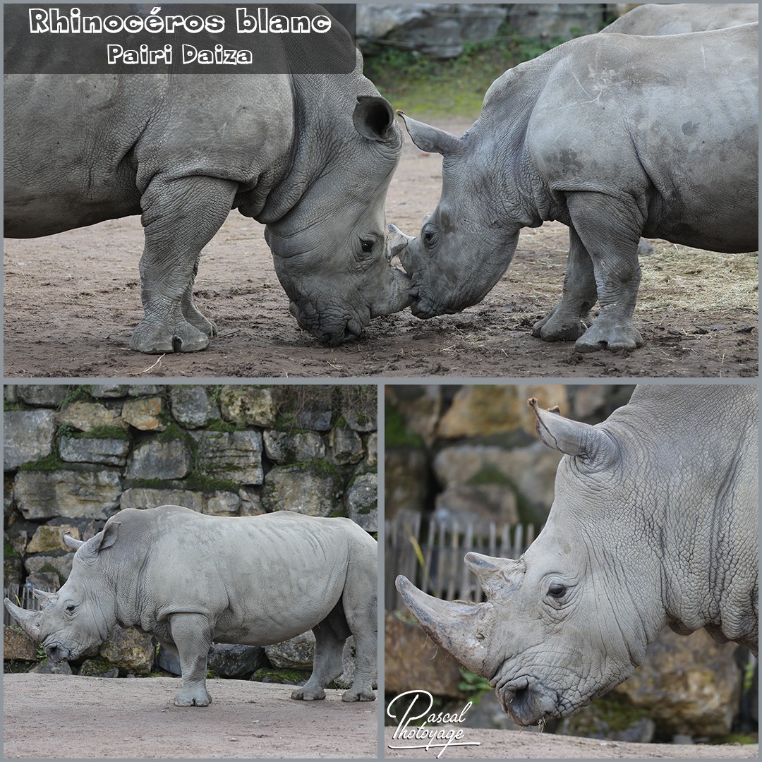 44085295_pairi_daiza_-_rhinoceros_blanc_01_-_layout_58_1080x1080.jpg