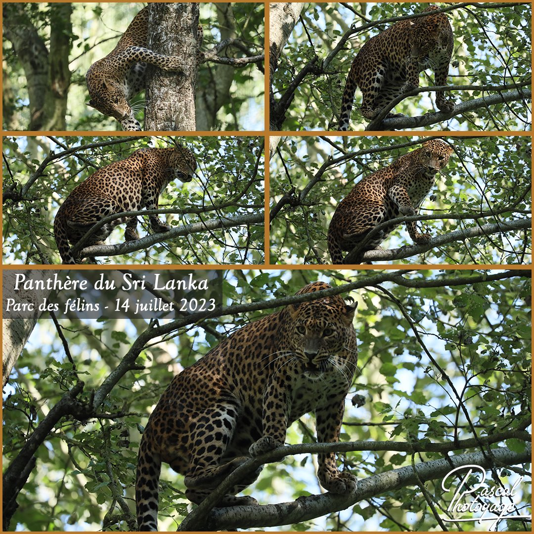 44212715_parc_des_felins_-_panthere_du_sri_lanka_01_-_layout_55_1080x1080.jpg