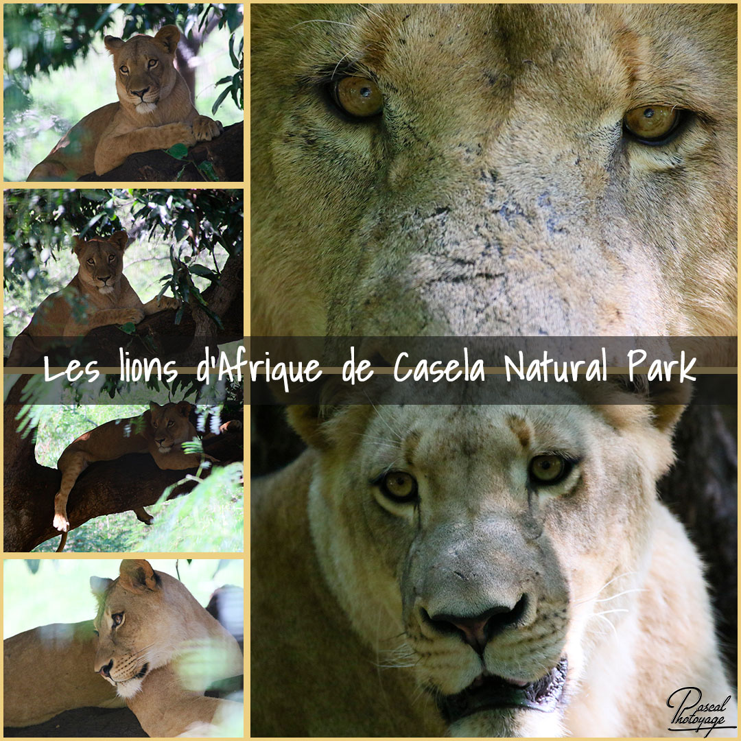 44286385_casela_-_lion_d_afrique_01_-_layout_65_1080x1080.jpg