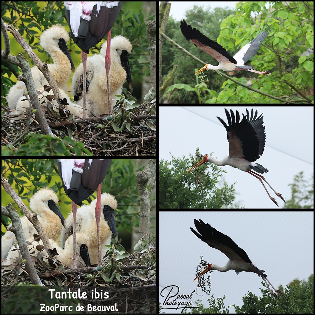 44777989_tantale_ibis_01_-_zooparc_de_beauval_-_layout_18_1080x1080.jpg