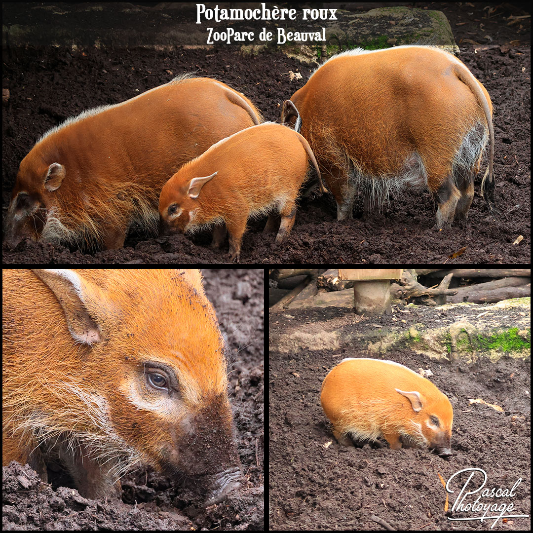 45047123_potamochere_roux_01_-_zooparc_de_beauval_-_layout_73_1080x1080.jpg