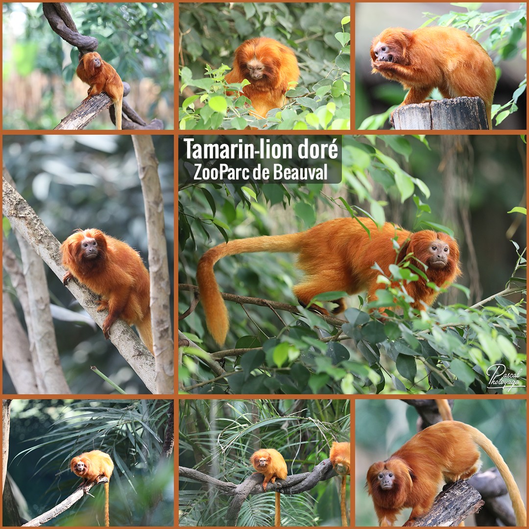 45062456_beauval_-_tamarion-lion_dore_01_-_layout_35_1080x1080.jpg