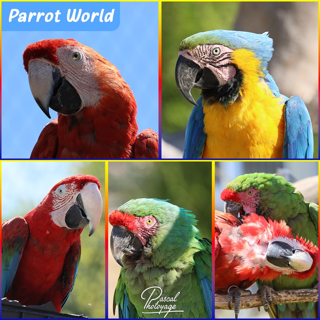45924475_parrot_world_01_-_layout_21_1080x1080.jpg