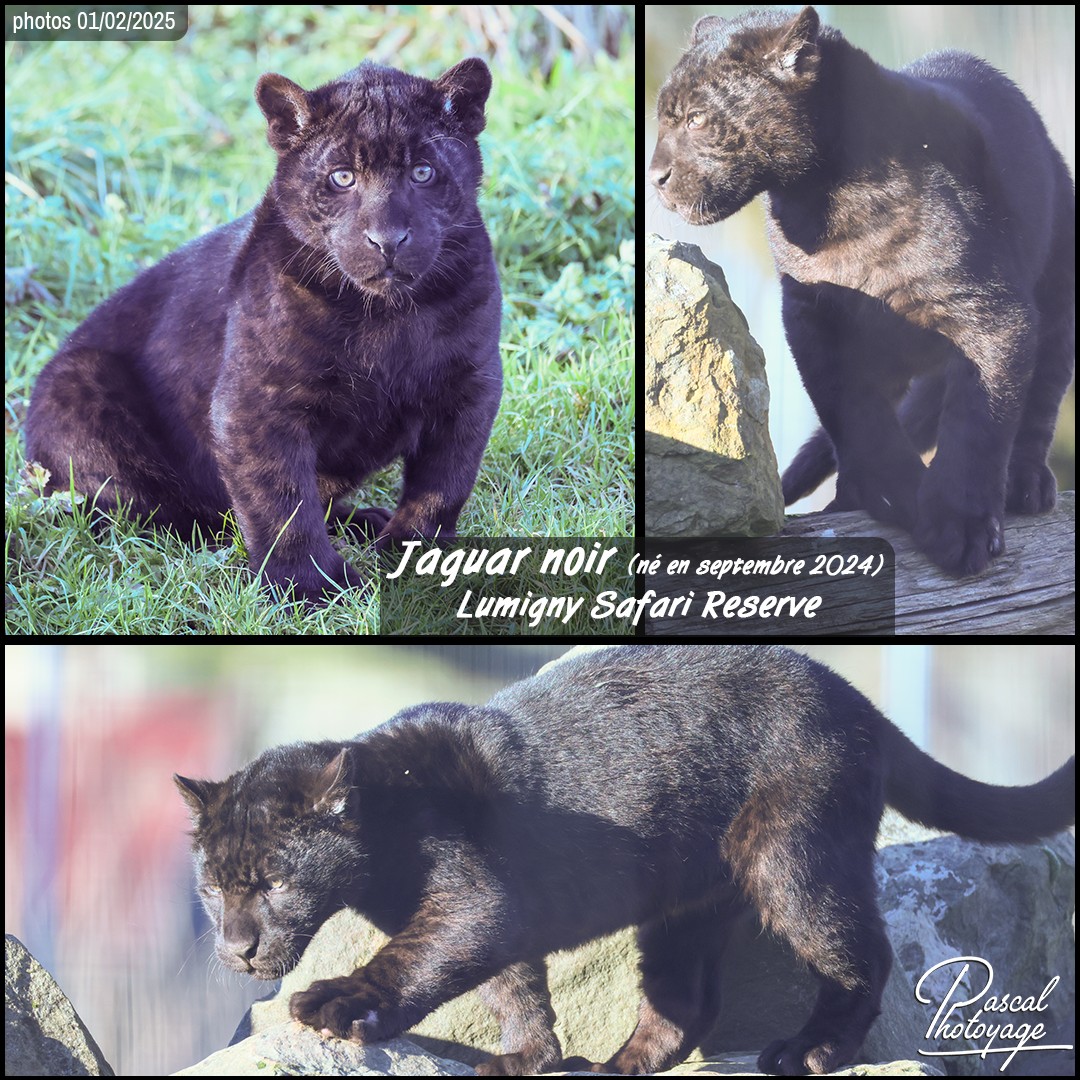 46177457_jaguar_noir_01_-_lumigny_safary_reserve_-_layout_01_1080x1080.jpg