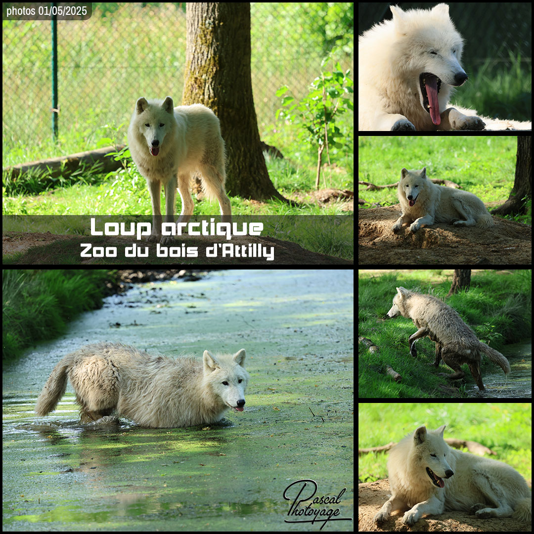 46445942_loup_arctique_01_-_zoo_du_bois_d_attilly_-_layout_64_1080x1080.jpg