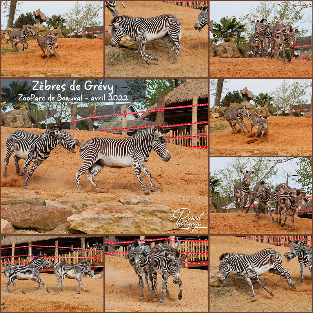 46594176_zebre_de_grevy_01_-_layout_46_1080x1080.jpg