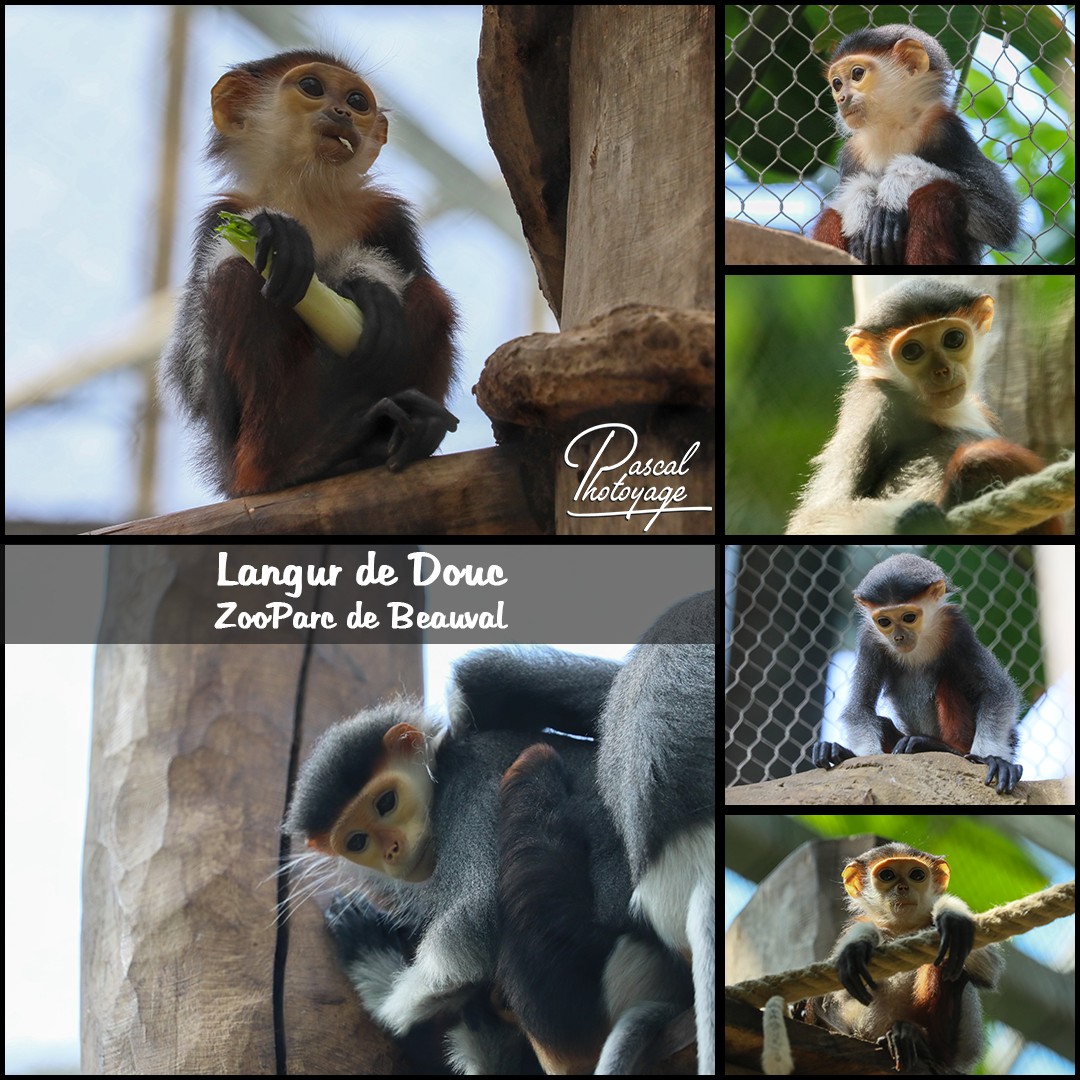 46876291_langur_de_douc_01-_zooparc_de_beauval_-_layout_64_1080x1080.jpg