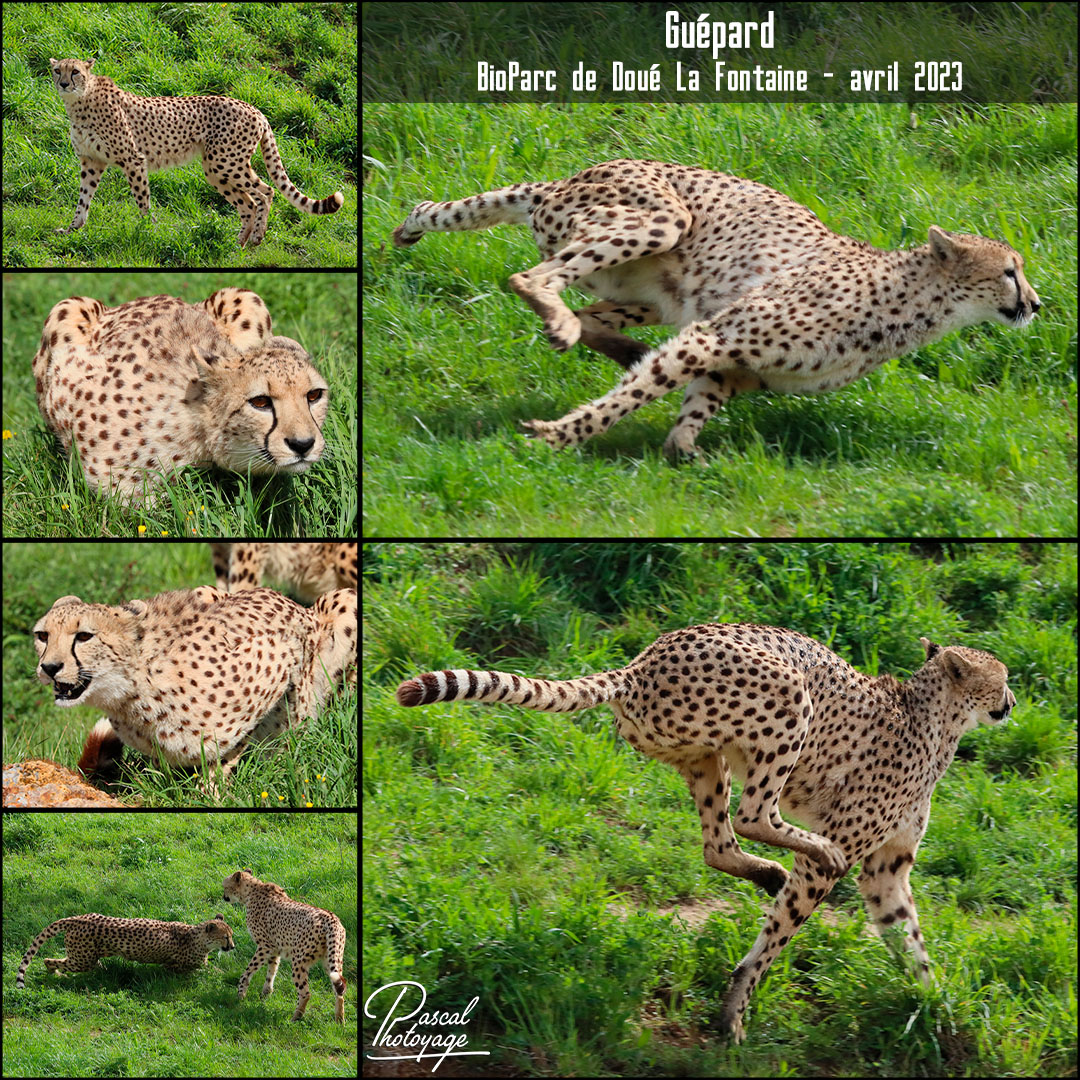 47263407_doue_la_fontaine_-_guepard_01_-_layout_65_1080x1080.jpg