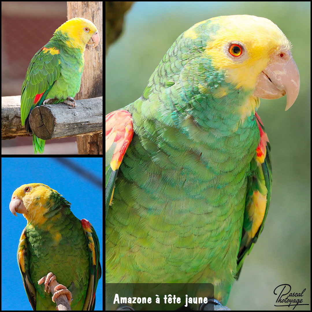 47652031_amazone_a_tete_jaune_01_-_layout_61_1080x1080.jpg