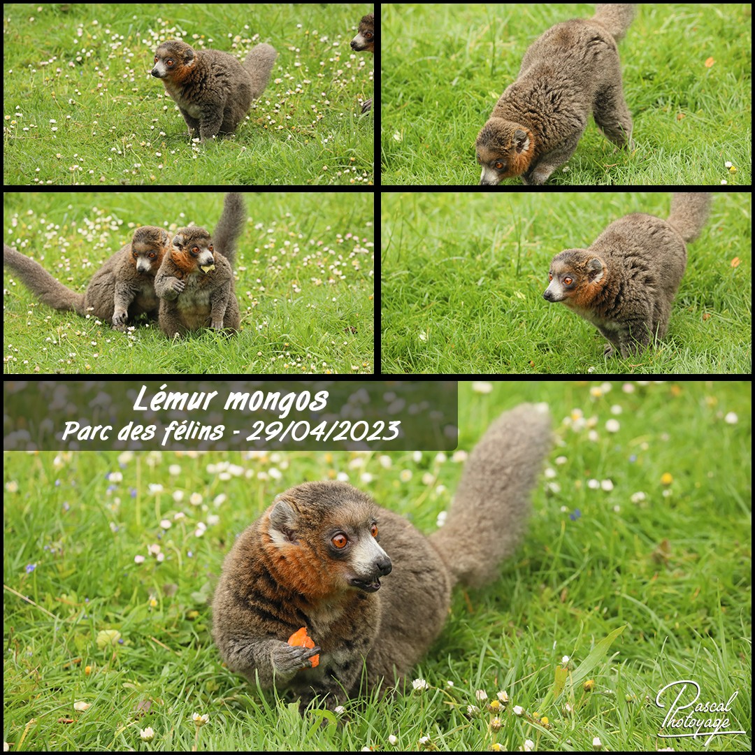 48047003_parc_des_felins_-_lemur_mongos_01_-_layout_55_1080x1080.jpg