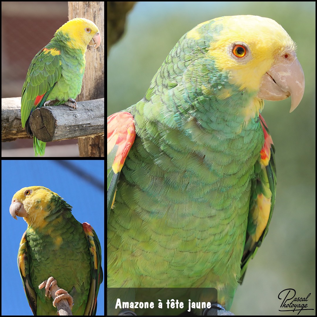 50279405_amazone_a_tete_jaune_01_-_layout_61_1080x1080.jpg