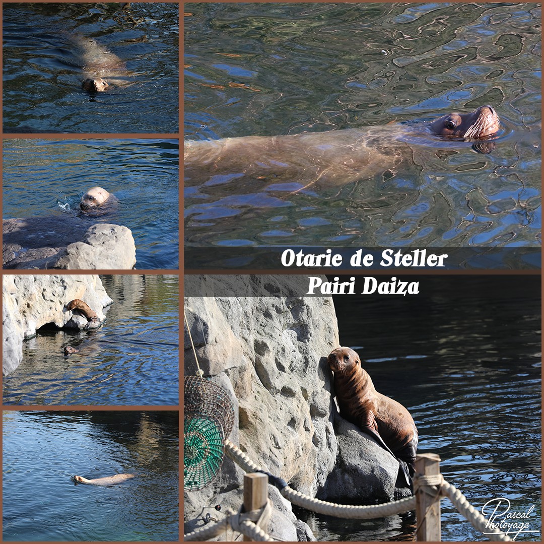 51131129_pairi_daiza_-_otarie_de_steller_01_-_layout_65_1080x1080.jpg