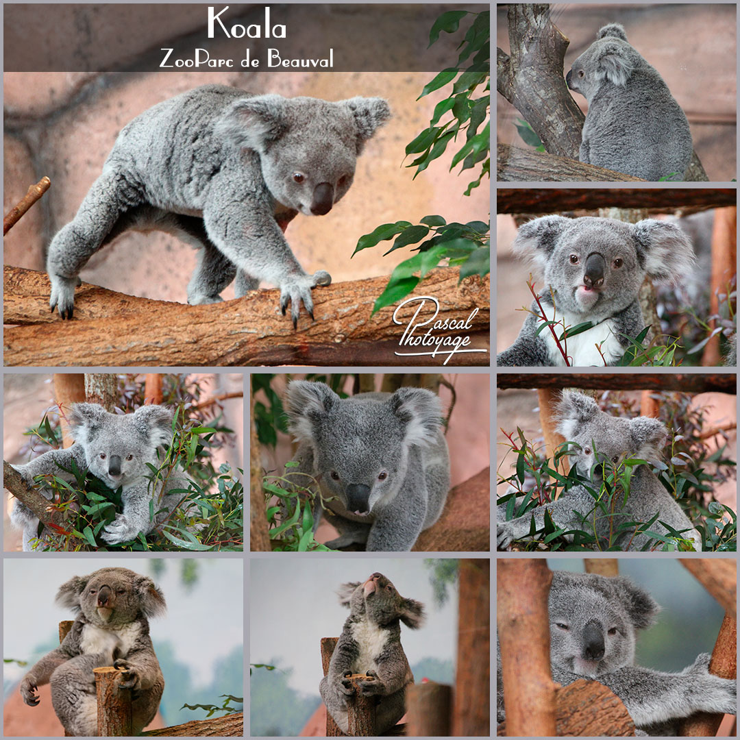 51375699_beauval_-_koala_01_-_layout_44_1080x1080.jpg