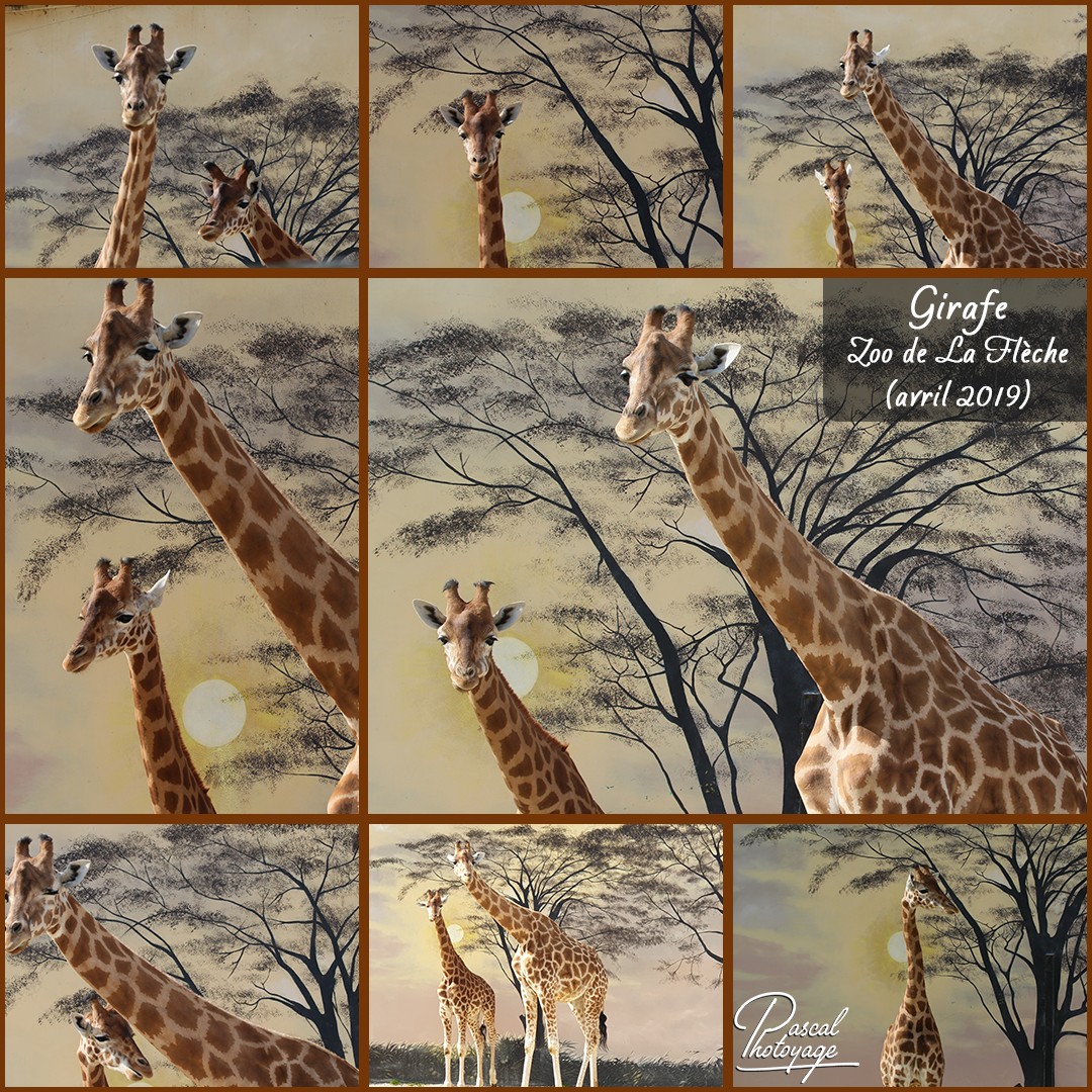 51913381_la_fleche_-_girafe_01_-_layout_35_1080x1080.jpg
