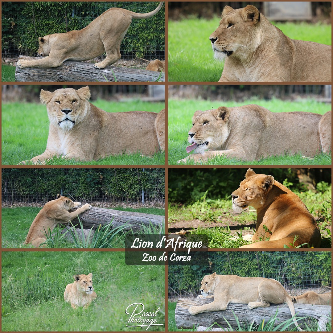 52333525_cerza_-_lion_d_afrique_01_-_layout_53_1080x1080.jpg