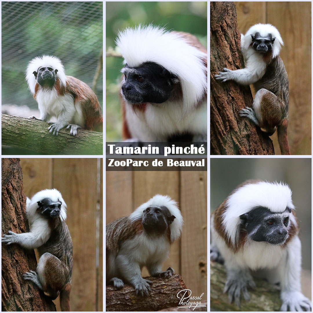 52575733_beauval_-_tamarin_pinche_01_-_layout_25_1080x1080.jpg