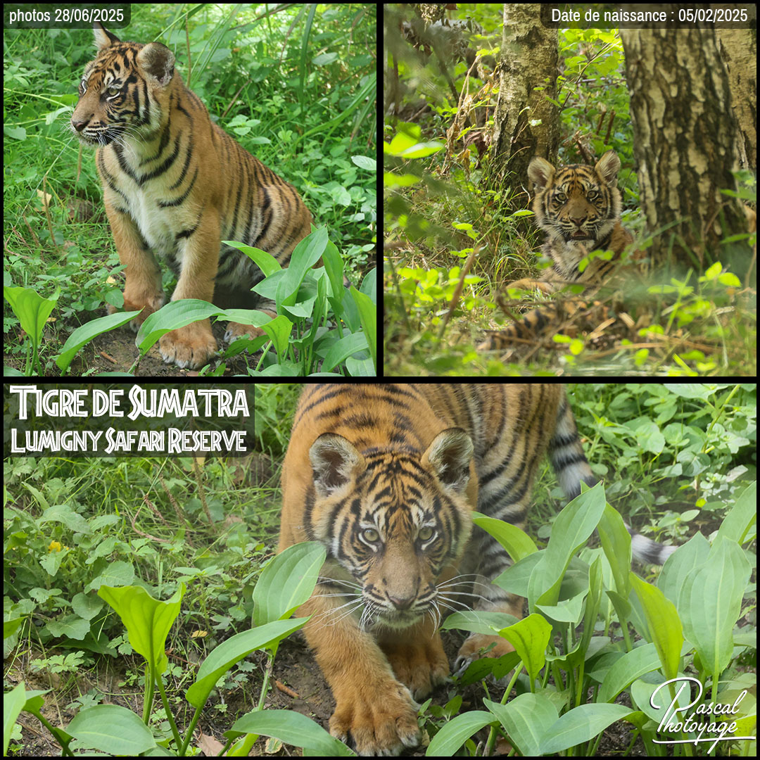52674636_tigre_de_sumatra_01_-_lumigny_safari_reserve_-_layout_59_1080x1080.jpg