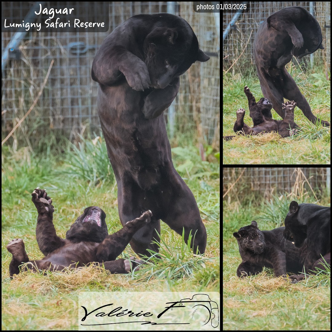 52830201_jaguar_noir_01_-_lumigny_safari_reserve_-_layout_62_1080x1080.jpg