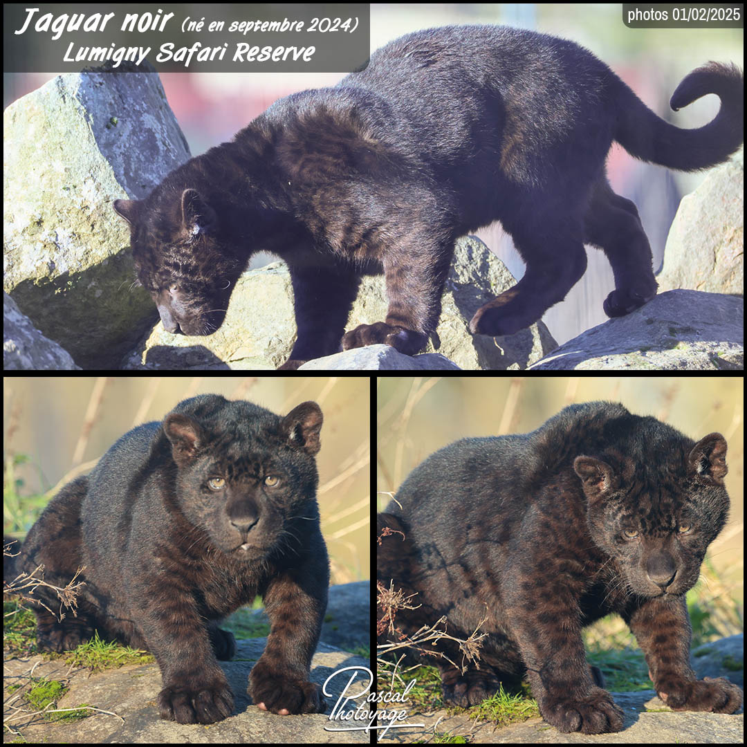 52948125_jaguar_noir_01_-_lumigny_safary_reserve_-_layout_58_1080x1080.jpg