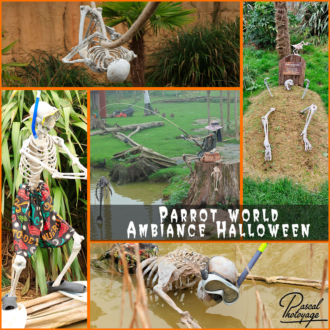 52966718_parrot_world_01_-_layout_14_1080x1080.jpg