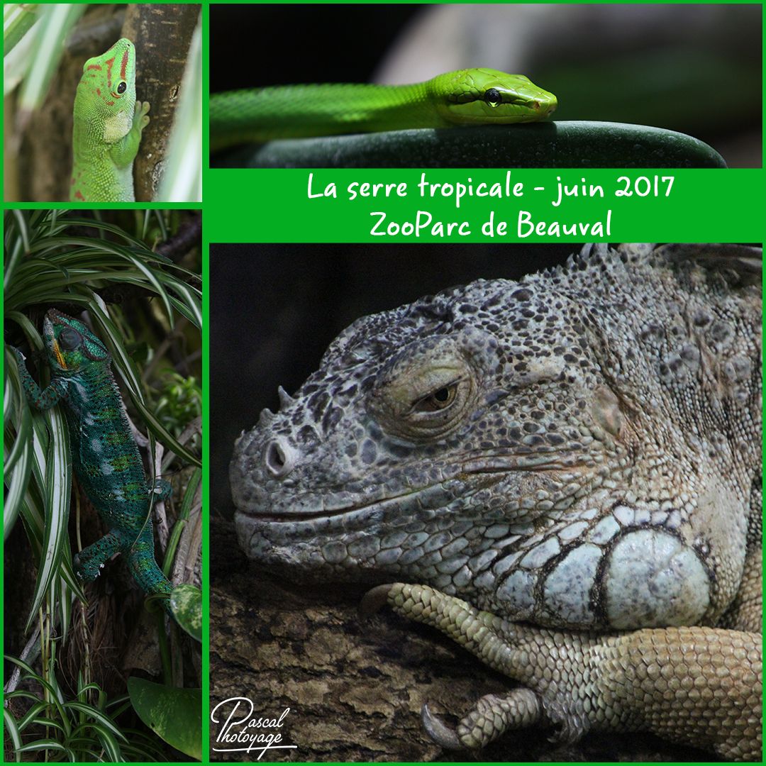 53790839_beauval_serre_tropicale_01_-_layout_07_1080x1080.jpg