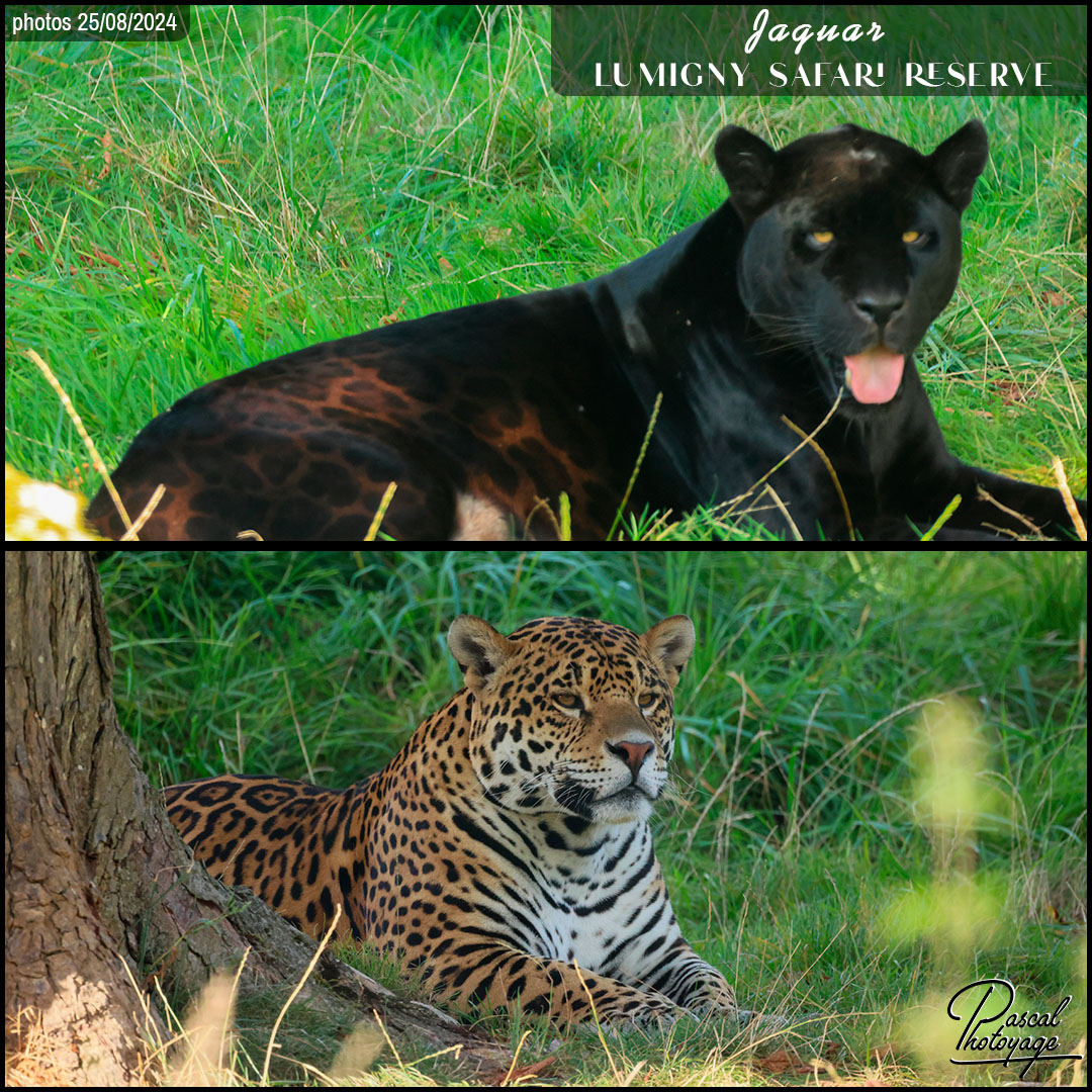 53911302_jaguar_01_-_lumigny_safari_reserve_-_layout_52_1080x1080.jpg