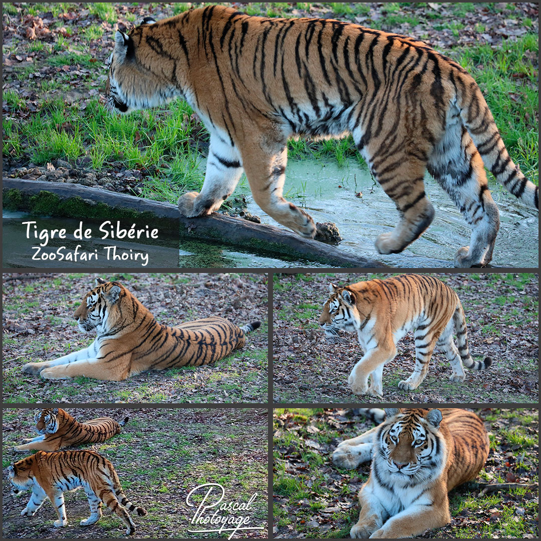 54314003_thoiry_-_tigre_siberie_01_-_layout_56_1080x1080.jpg