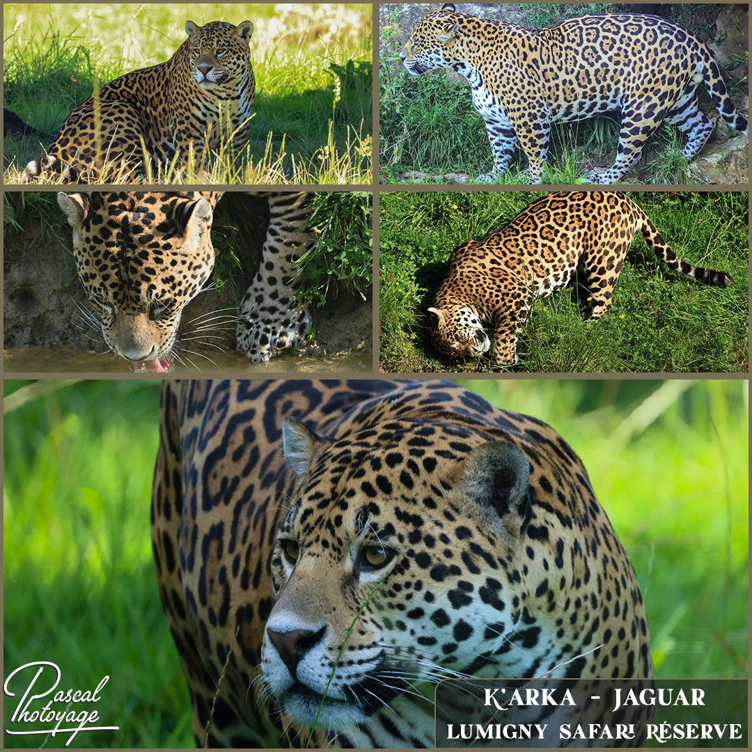 54349581_jaguar_01_-_lumigny_safari_reserve_-_layout_55_1080x1080.jpg