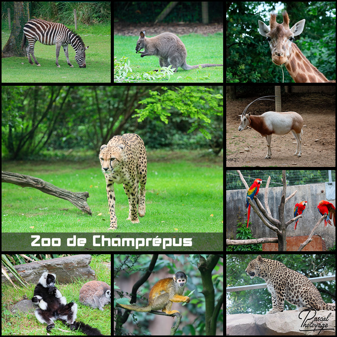 54655283_zoo_de_champrepus_01_-_layout_46_1080x1080.jpg