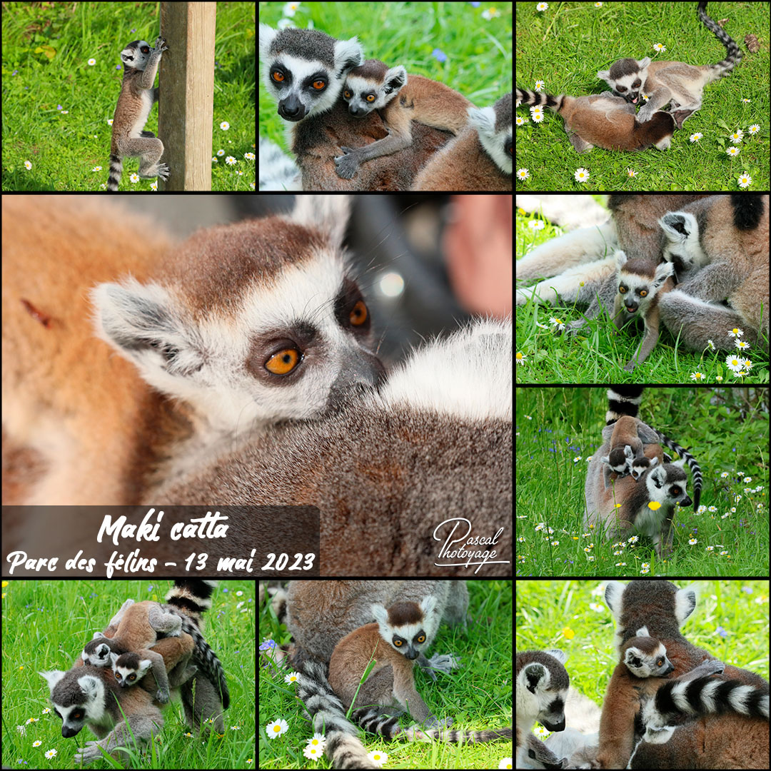 54845735_parc_des_felins_-_maki_catta_01_-_layout_46_1080x1080.jpg