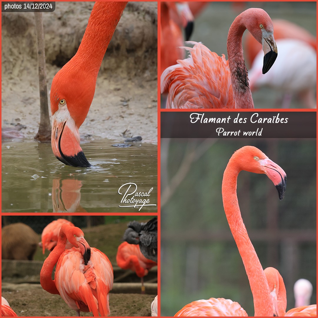 54900658_flamant_des_caraibes_01_-_parrot_world_-_layout_11_1080x1080.jpg
