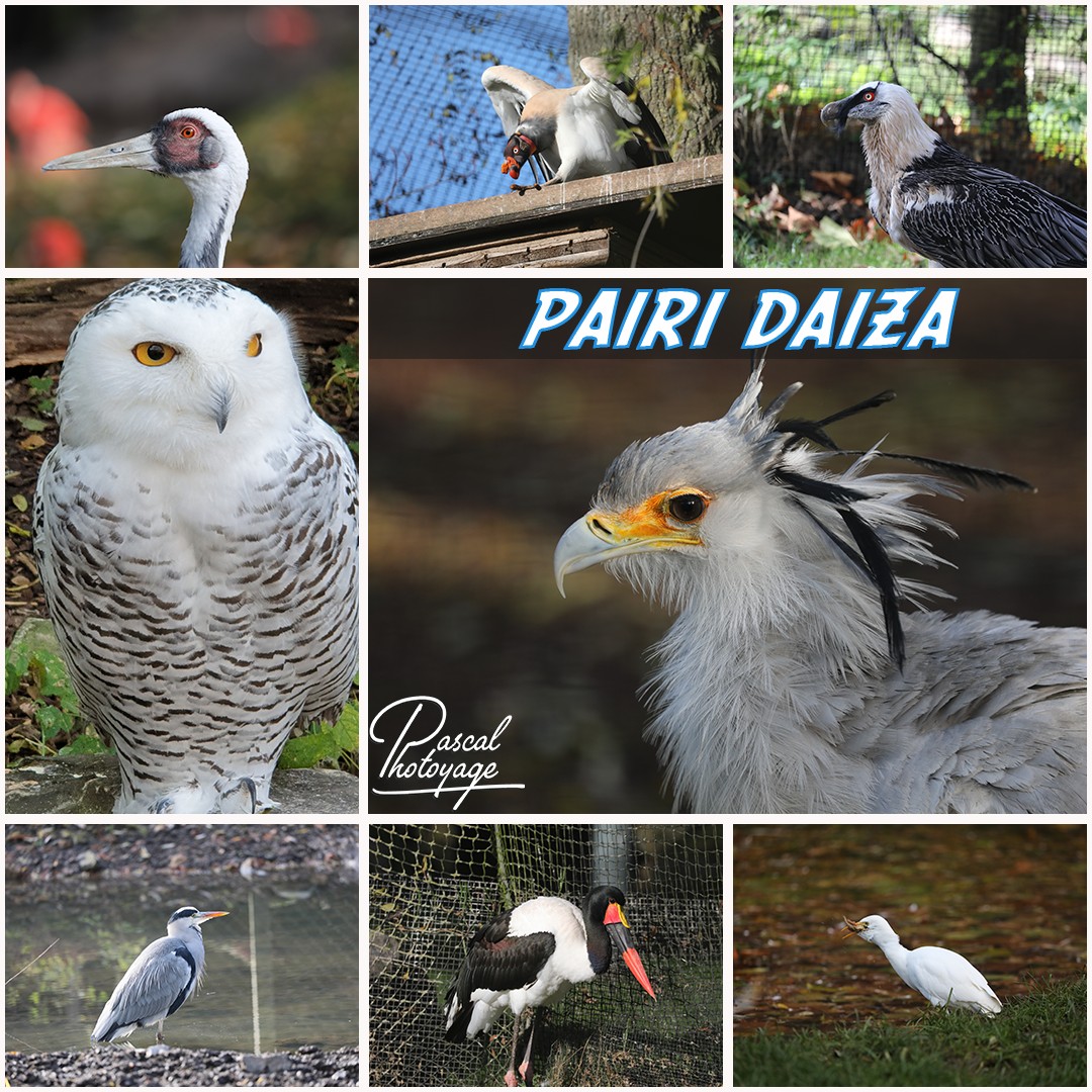 55035358_pairi_daiza_01_-_layout_35_1080x1080.jpg