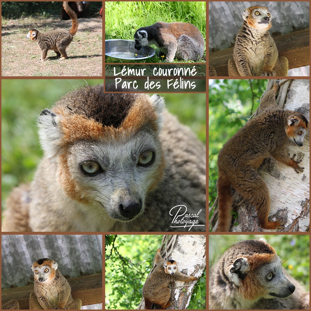 55278421_parc_des_felins_-_lemur_couronne_01_-_layout_36_1080x1080.jpg